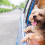 犬のアレルギーについて慣れるものなの？もし悪化してしまったら？